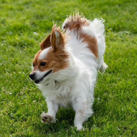 Zoomiegraphy